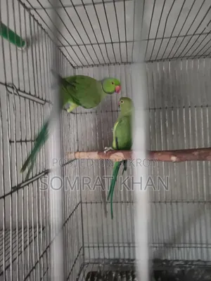 Ringneck Parrot