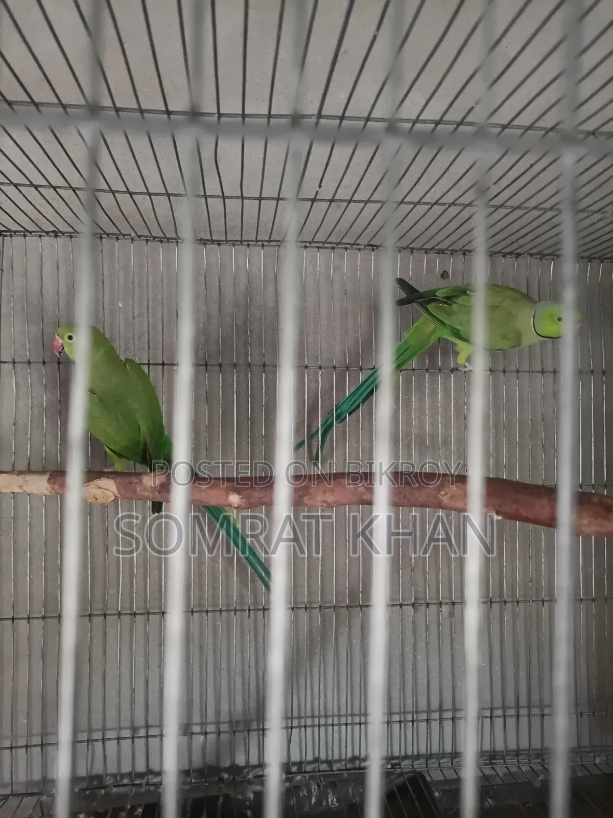 Ringneck Parrot
