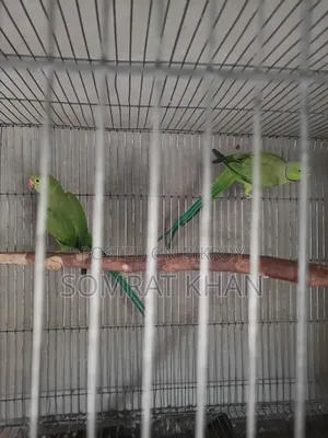 Ringneck Parrot