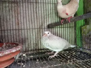 Dove Bird
