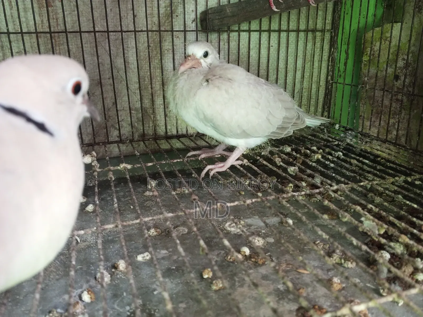 Dove Bird