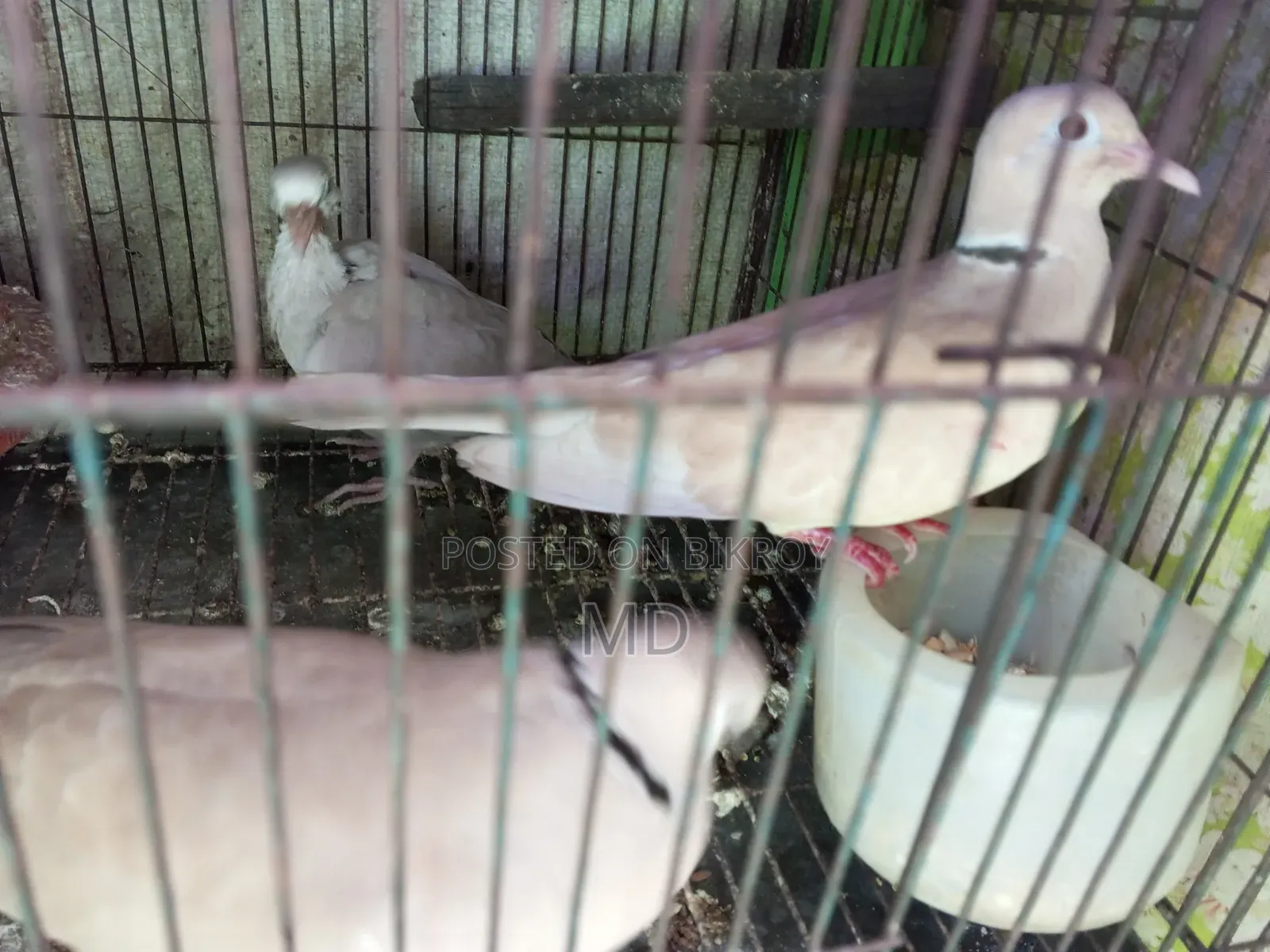 Dove Bird