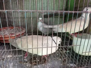 Dove Bird