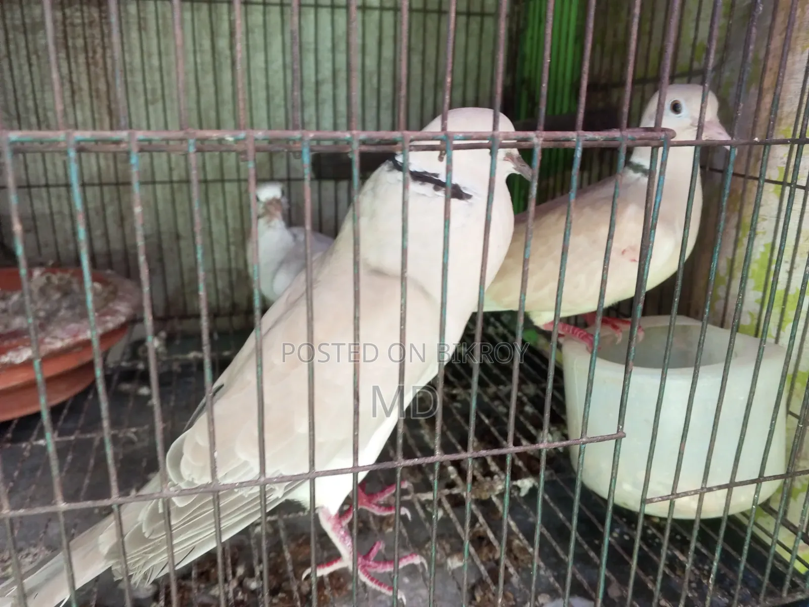 Dove Bird