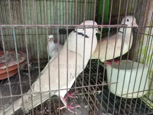 Dove Bird