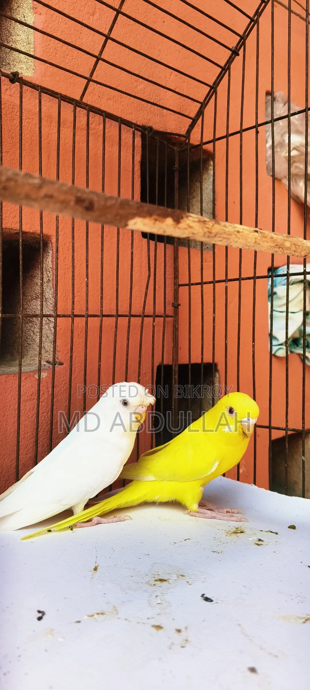 Budgerigar Bird