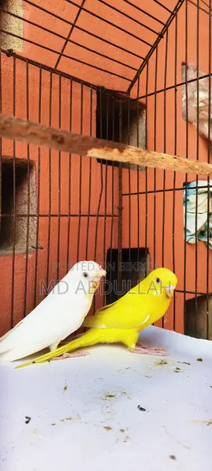 বাজরিগার পাখি