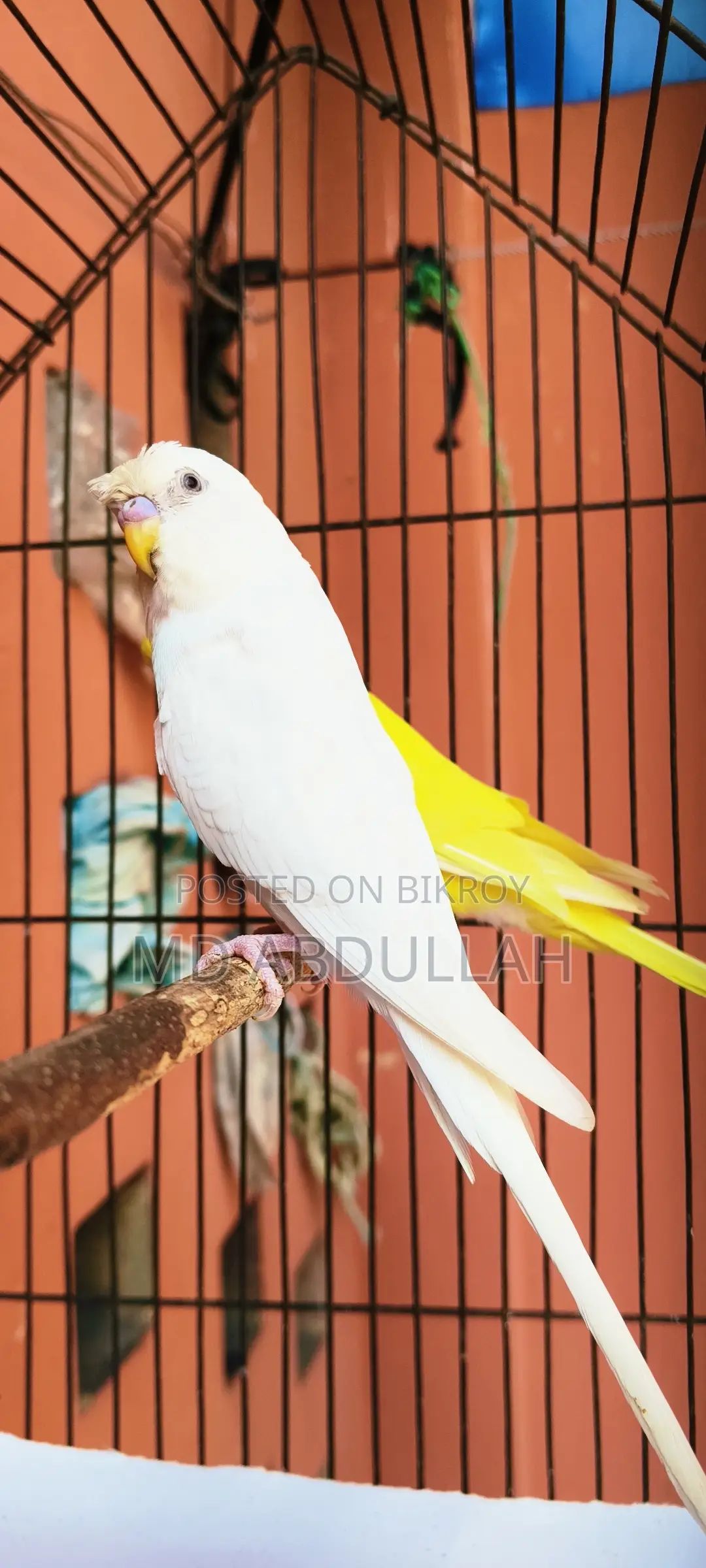 Budgerigar Bird