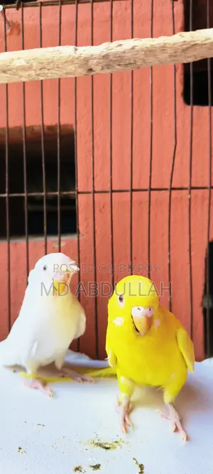 Budgerigar Bird