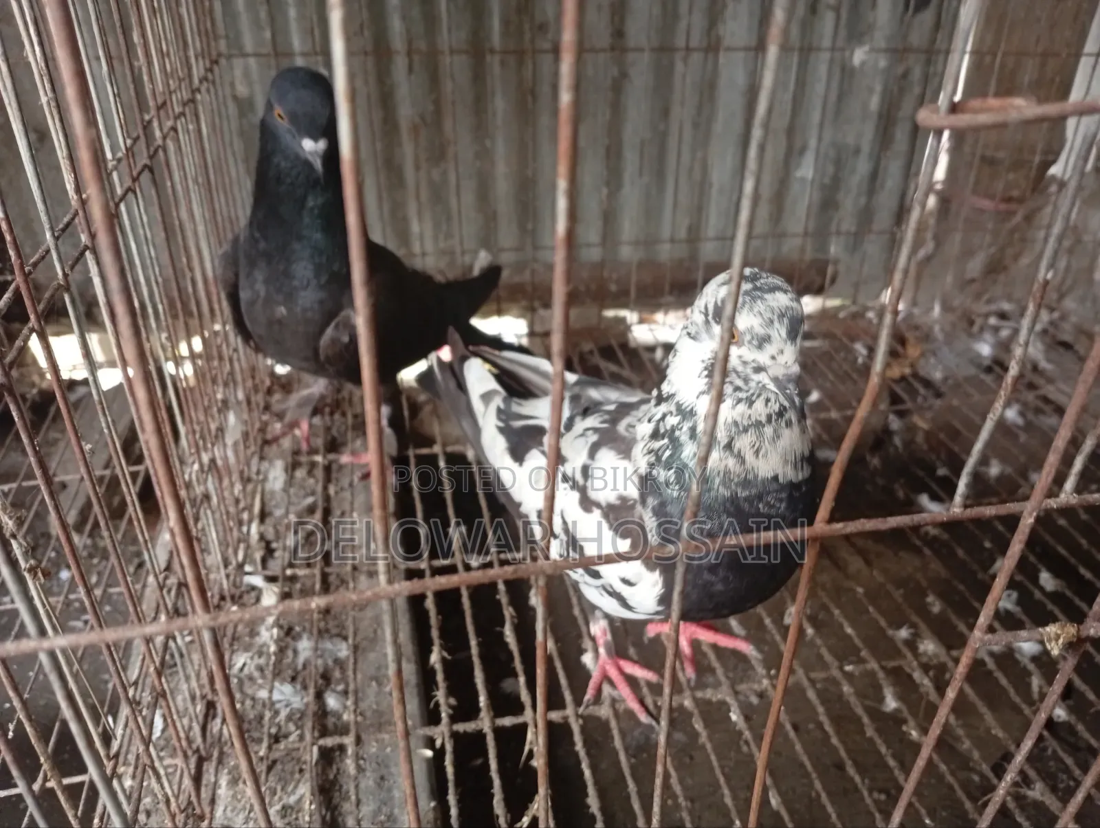 কবুতর কোয়ালিটিফুল