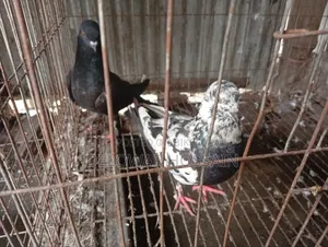 কবুতর কোয়ালিটিফুল