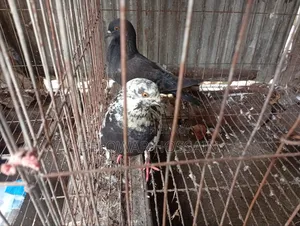 কবুতর কোয়ালিটিফুল
