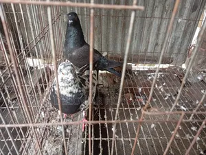 কবুতর কোয়ালিটিফুল