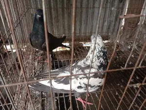 কবুতর কোয়ালিটিফুল