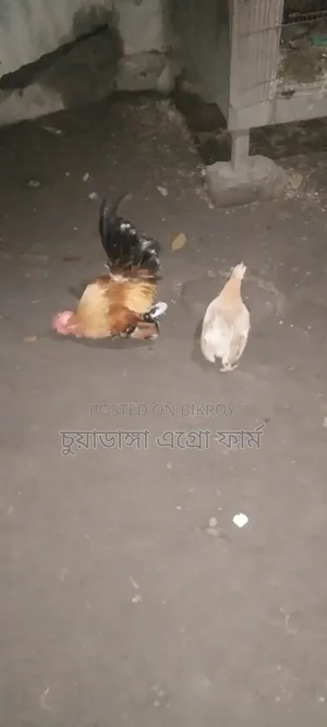জাপানী সেরেমা ১ জোড়া