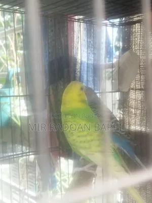 Budgie Running Pair