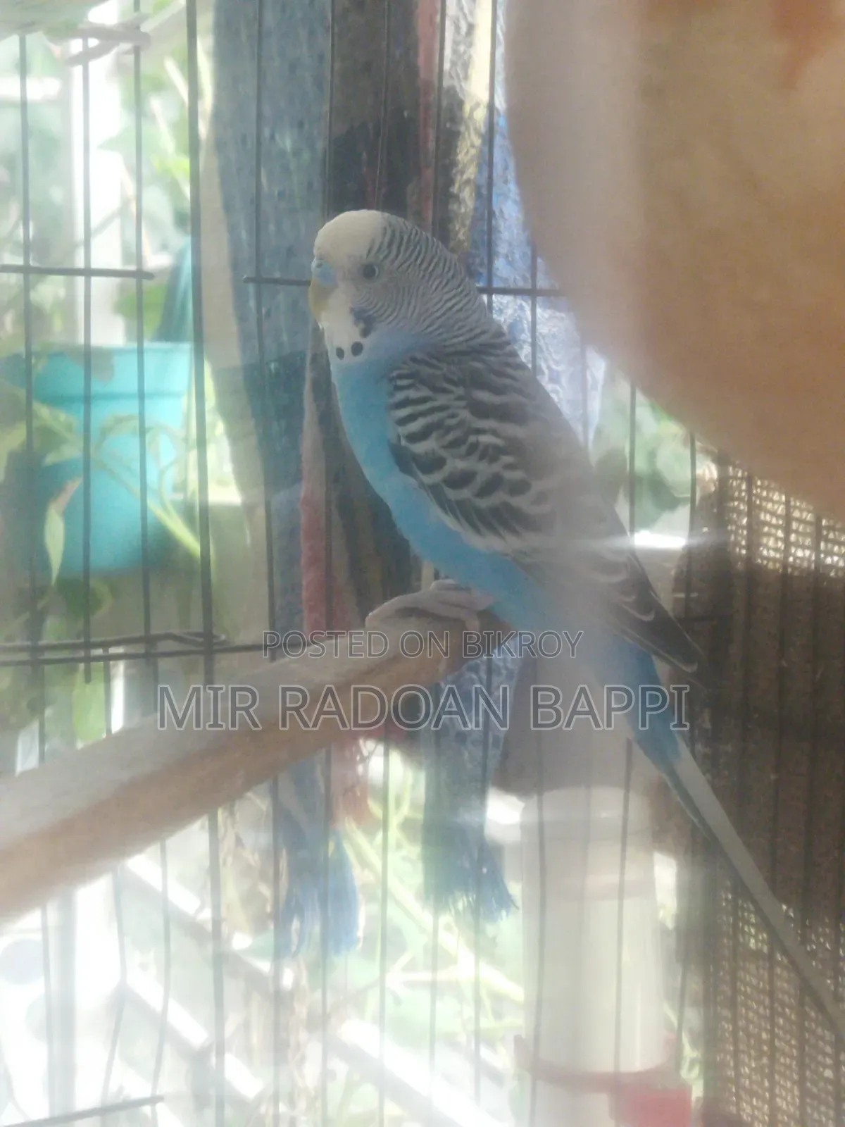 Budgie Running Pair