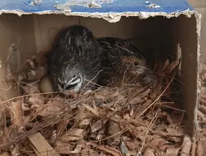 King Quail