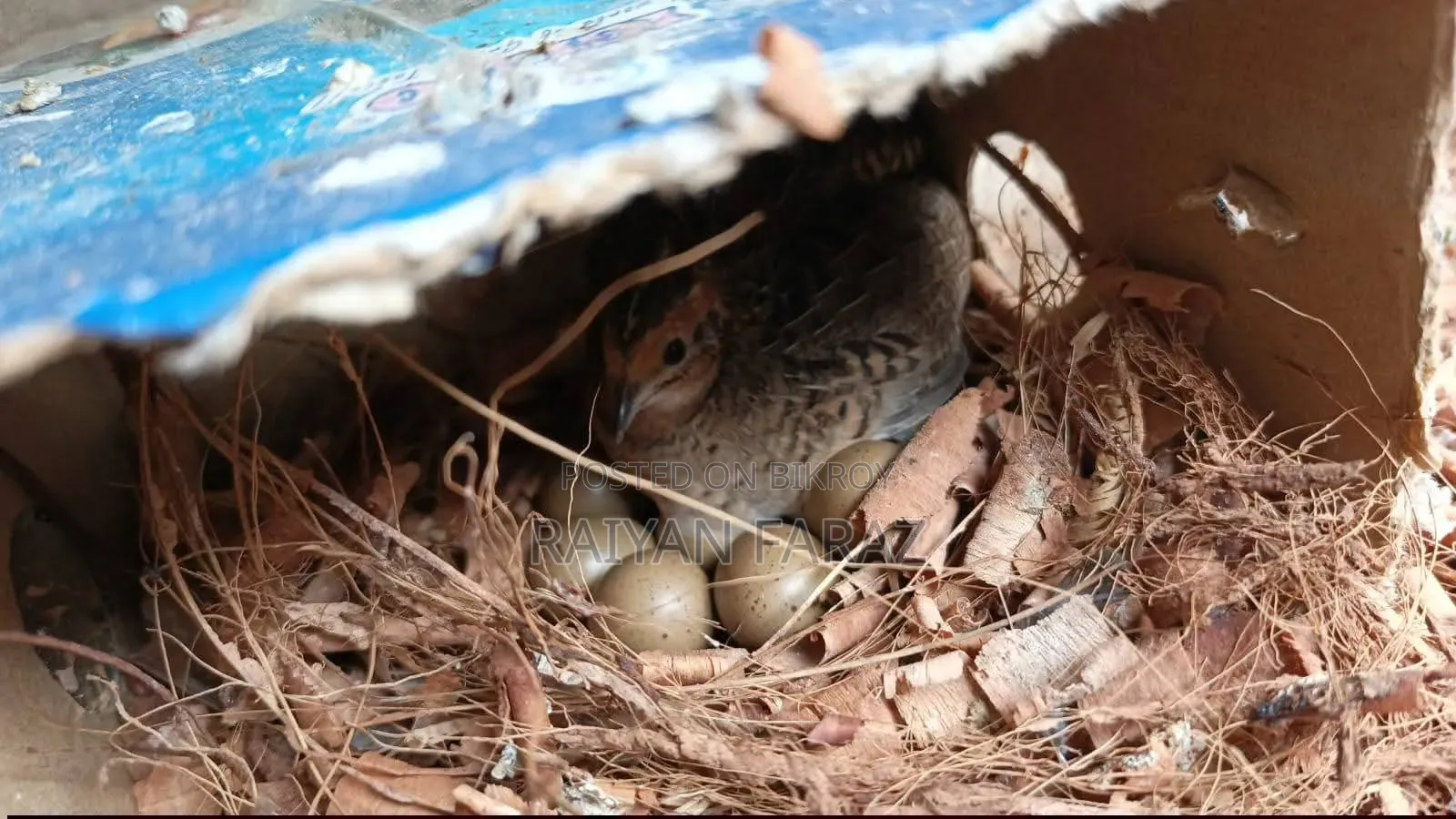 King Quail