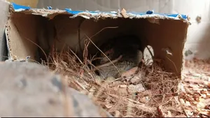 King Quail