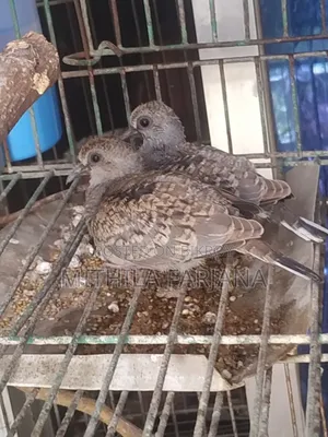 Diamond Dove Bird Chicks
