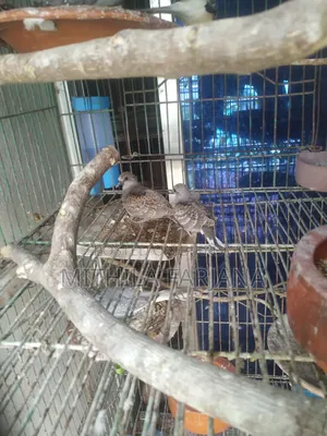 Diamond Dove Bird Chicks