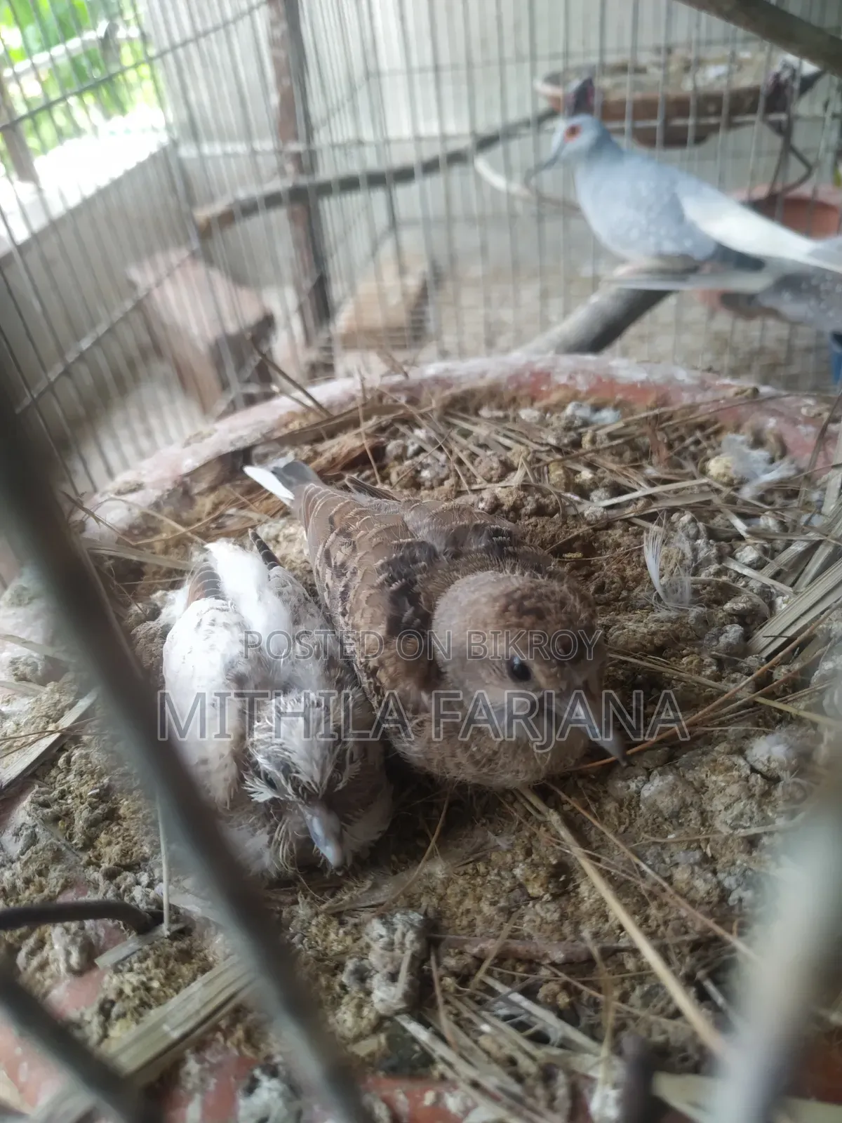 Diamond Dove Bird Chicks