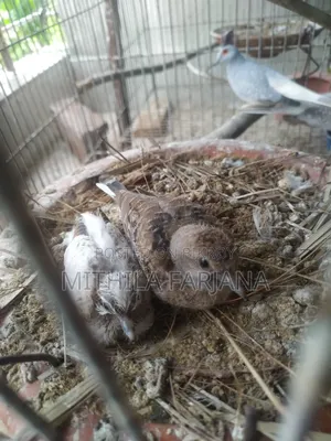 Diamond Dove Bird Chicks