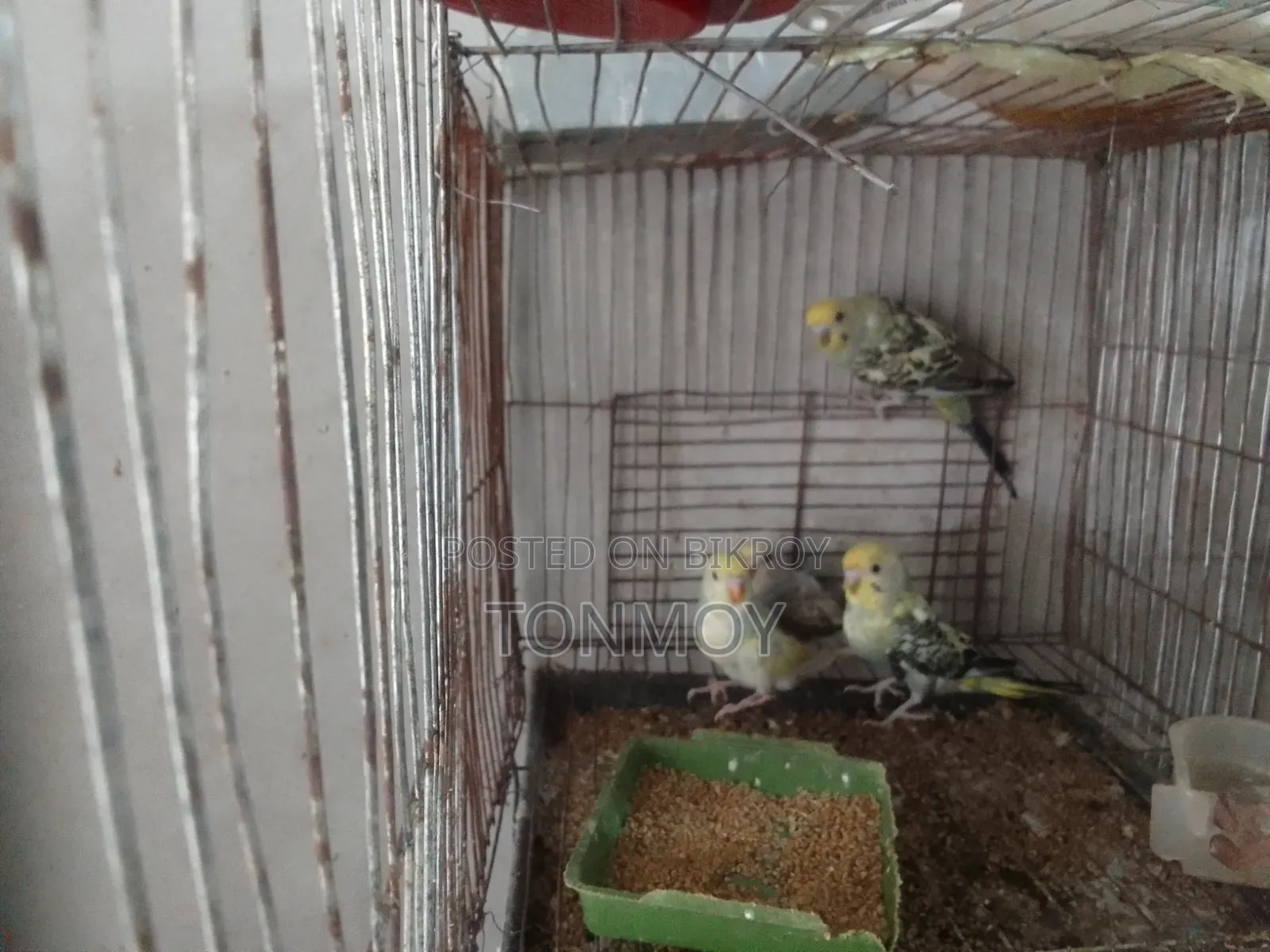 Budgie Chicks