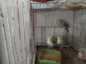 Budgie Chicks