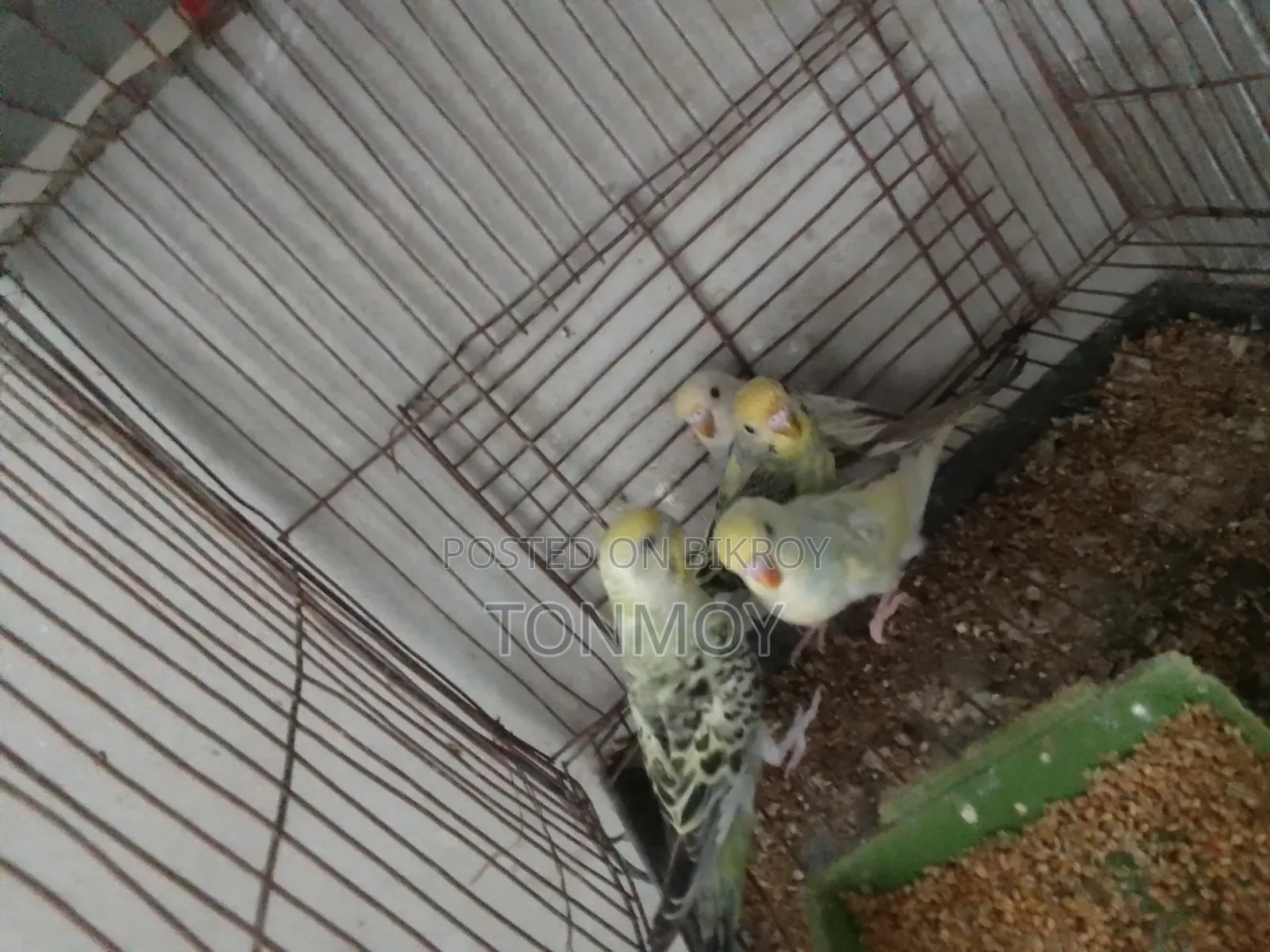 Budgie Chicks
