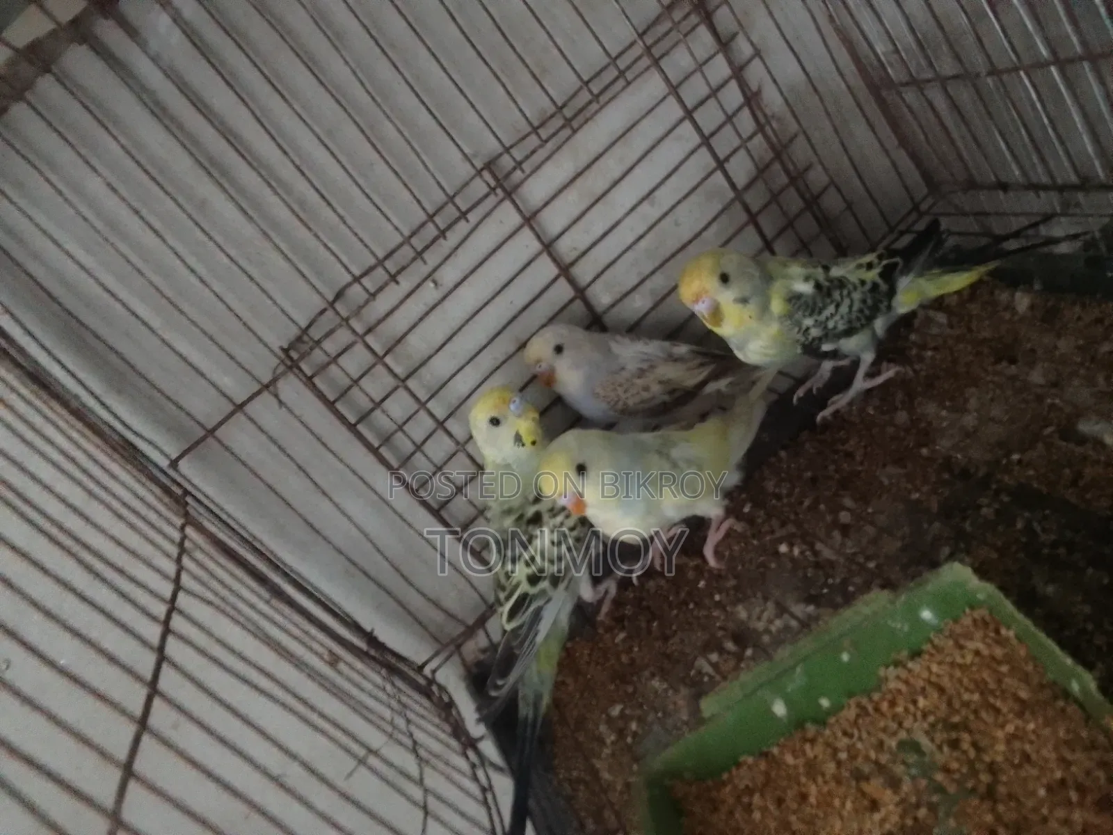 Budgie Chicks