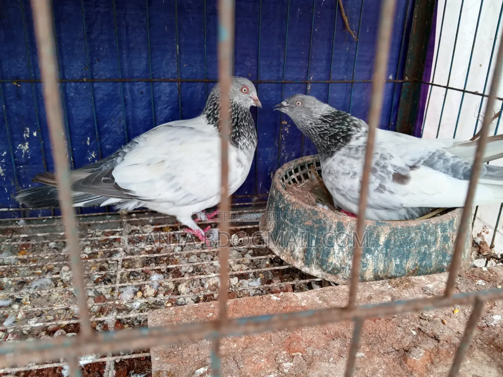 Giribaz Running Pair