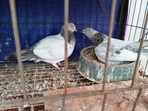 Giribaz Running Pair
