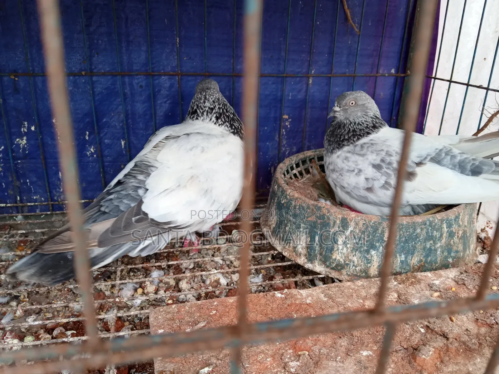 Giribaz Running Pair