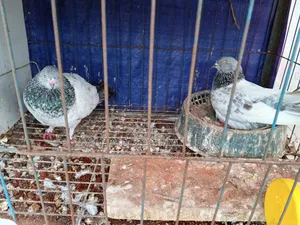 Giribaz Running Pair