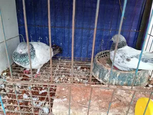 Giribaz Running Pair