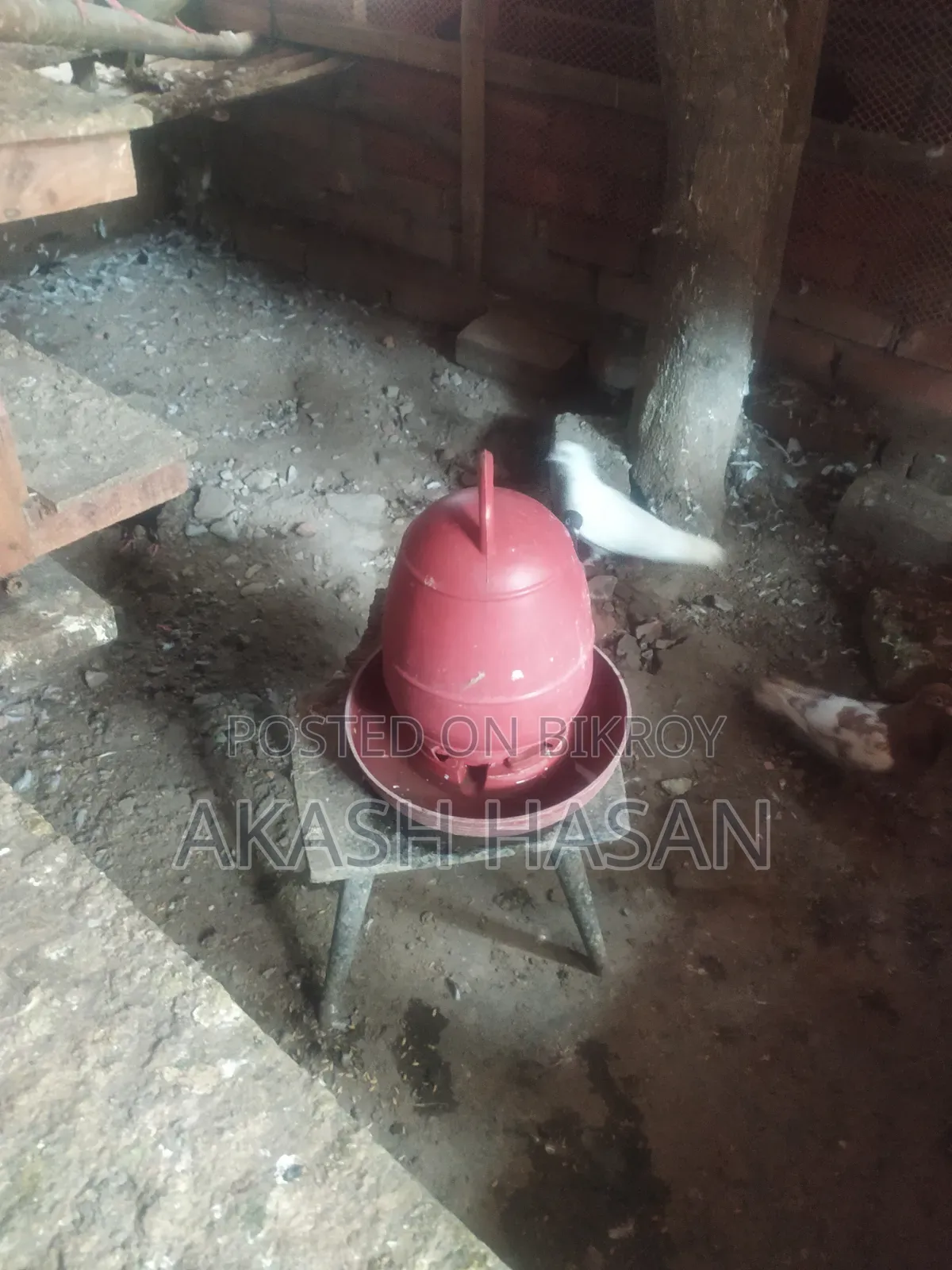 Animal Pigeon