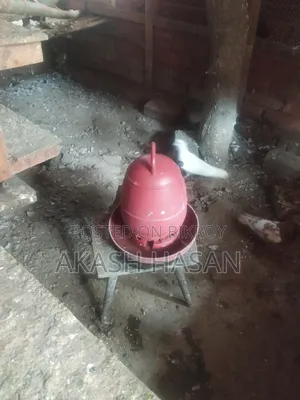 Animal Pigeon
