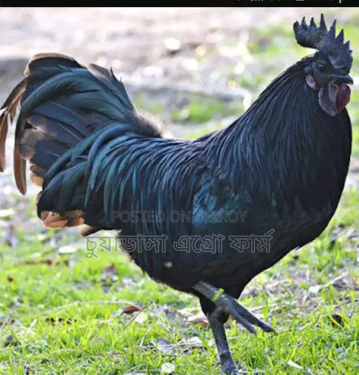 Kadaknath Chicken Chicks