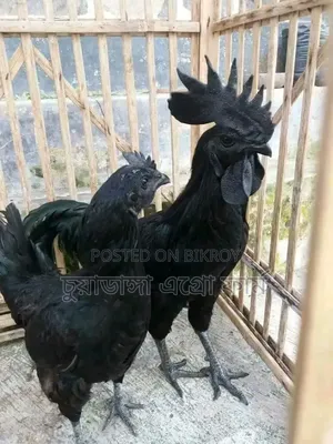 Kadaknath Chicken Chicks