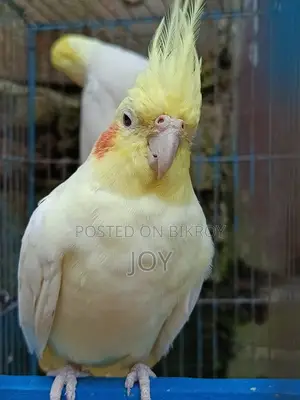 রানিং লোটিনা ককাটেল বিক্রয় হবে ( Running Cockatiel Sell)
