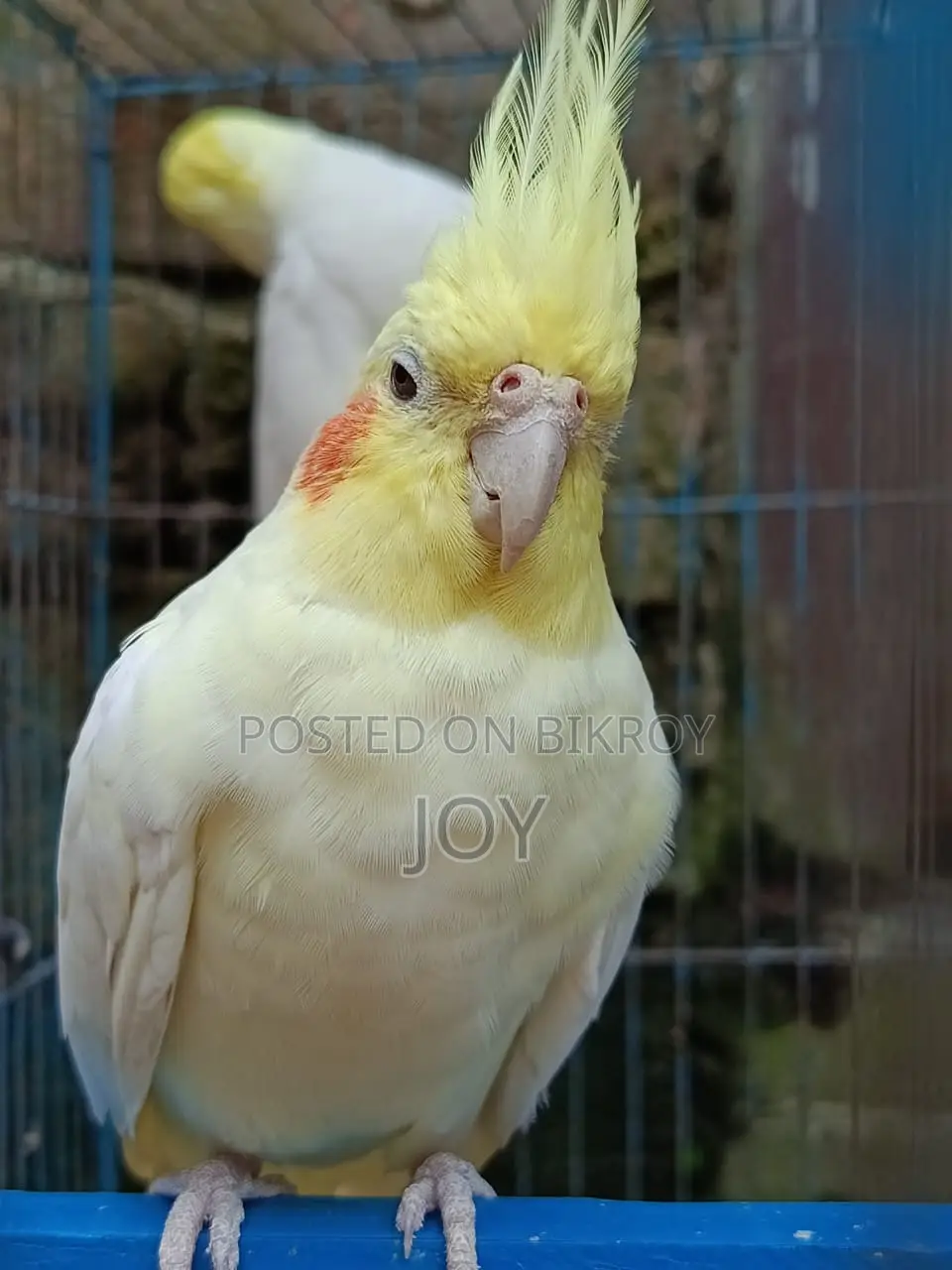 রানিং লোটিনা ককাটেল বিক্রয় হবে ( Running Cockatiel Sell)