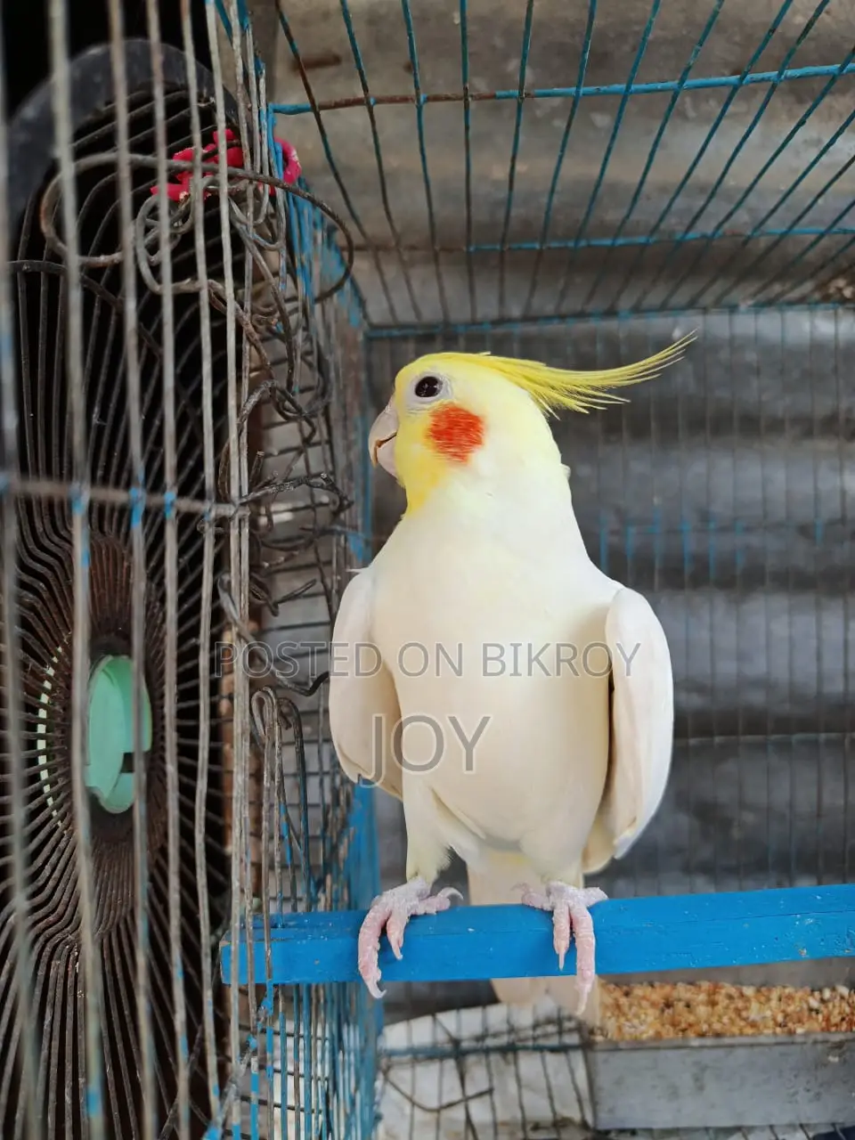 রানিং লোটিনা ককাটেল বিক্রয় হবে ( Running Cockatiel Sell)