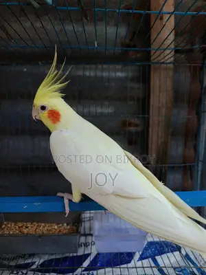 রানিং লোটিনা ককাটেল বিক্রয় হবে ( Running Cockatiel Sell)