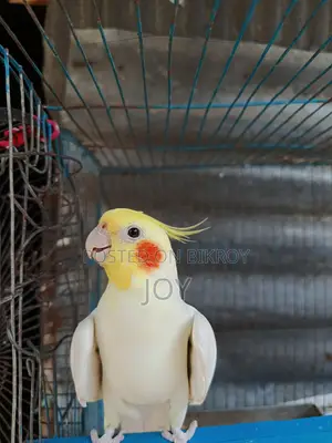 রানিং লোটিনা ককাটেল বিক্রয় হবে ( Running Cockatiel Sell)