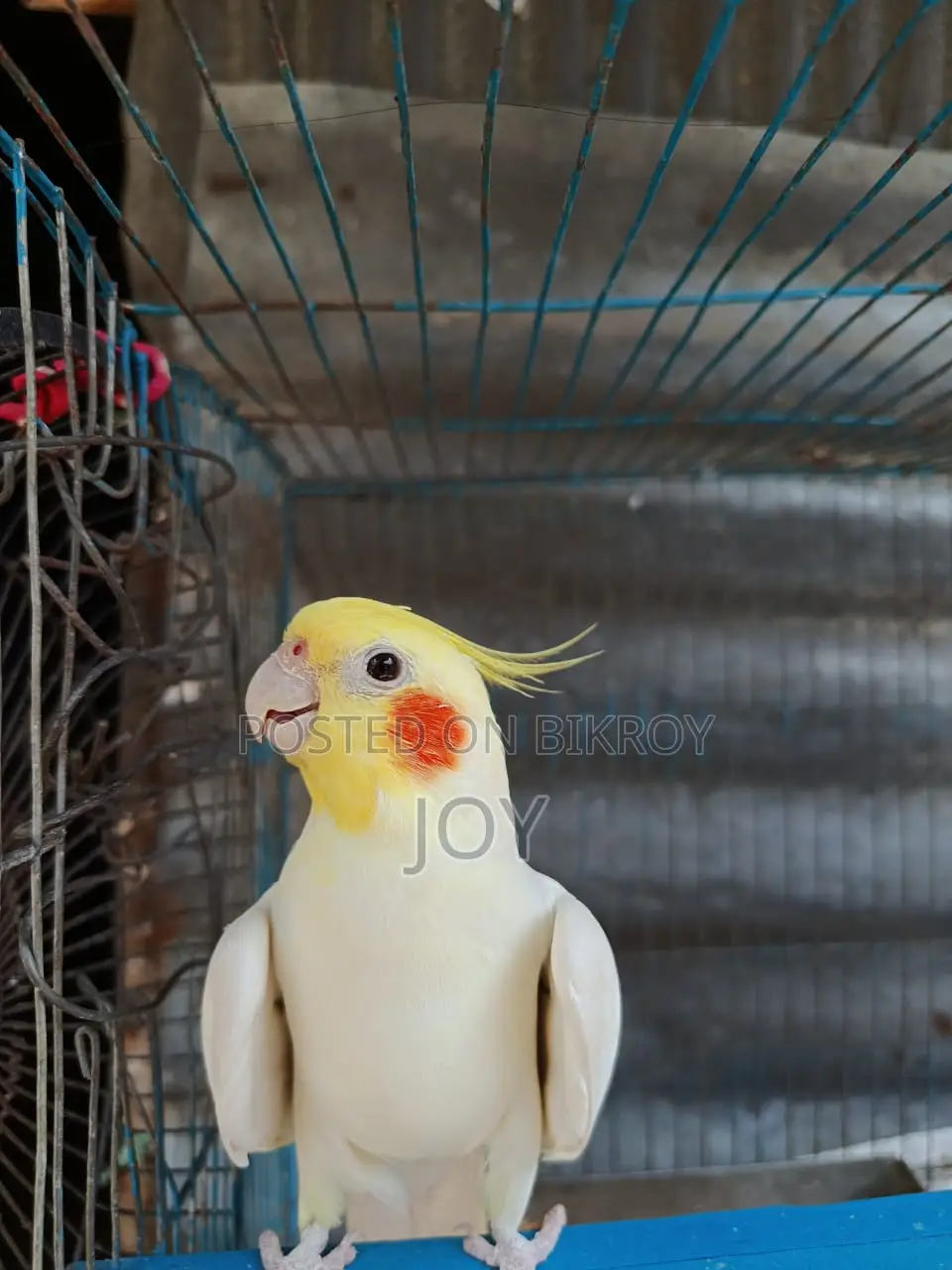 রানিং লোটিনা ককাটেল বিক্রয় হবে ( Running Cockatiel Sell)