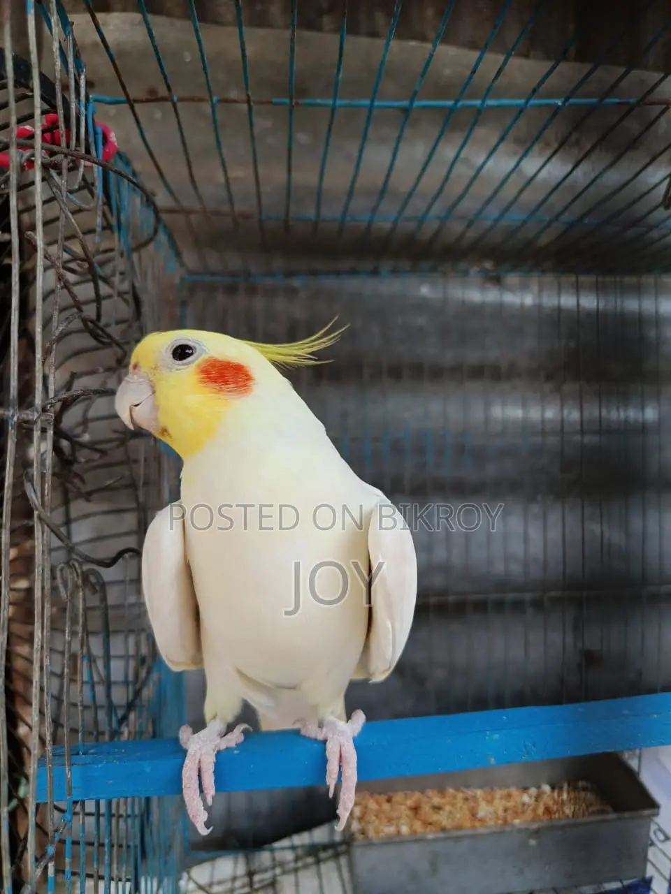 রানিং লোটিনা ককাটেল বিক্রয় হবে ( Running Cockatiel Sell)