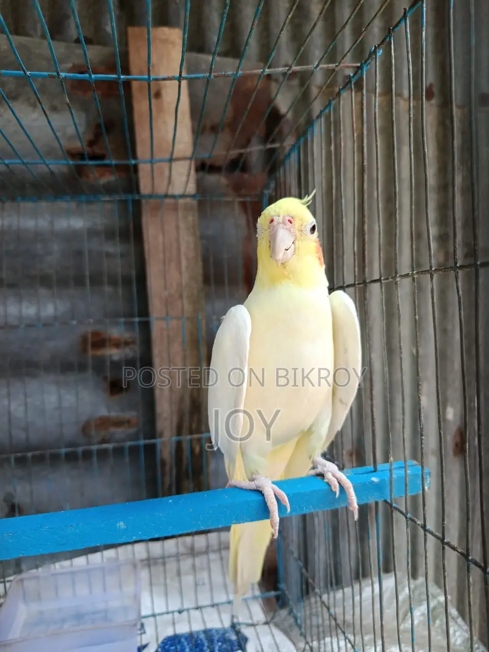 রানিং লোটিনা ককাটেল বিক্রয় হবে ( Running Cockatiel Sell)