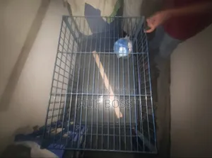 খাঁচা ফুল ফ্রেশ একেবারে নতুন 18 দিন ব্যবহার করা হয়েছিল